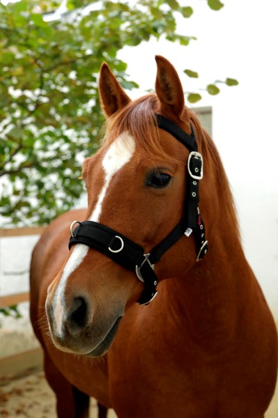 Longierhalfter weich unterlegt schwarz,