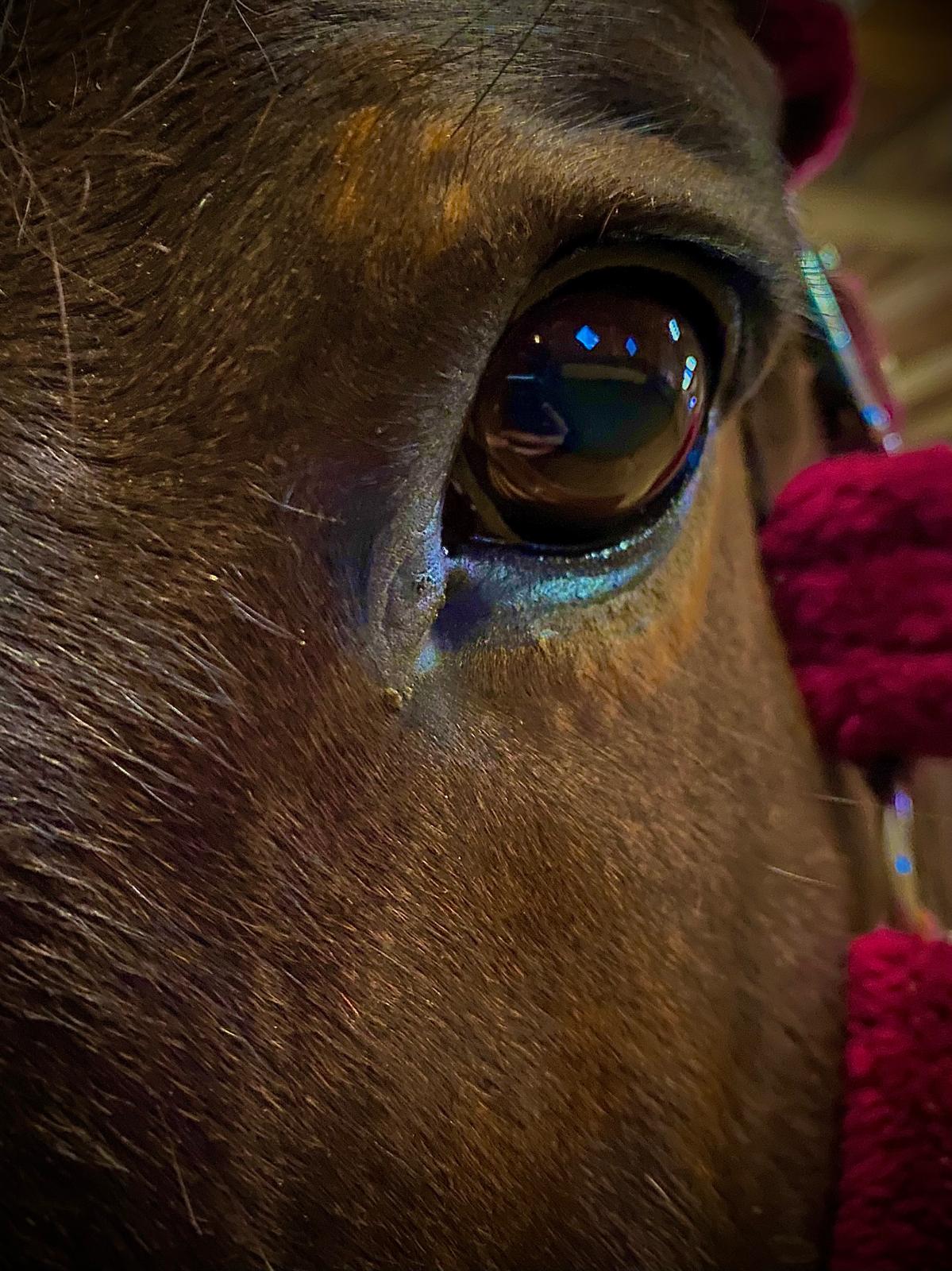 Gutschein von Horse Shop For Everybody