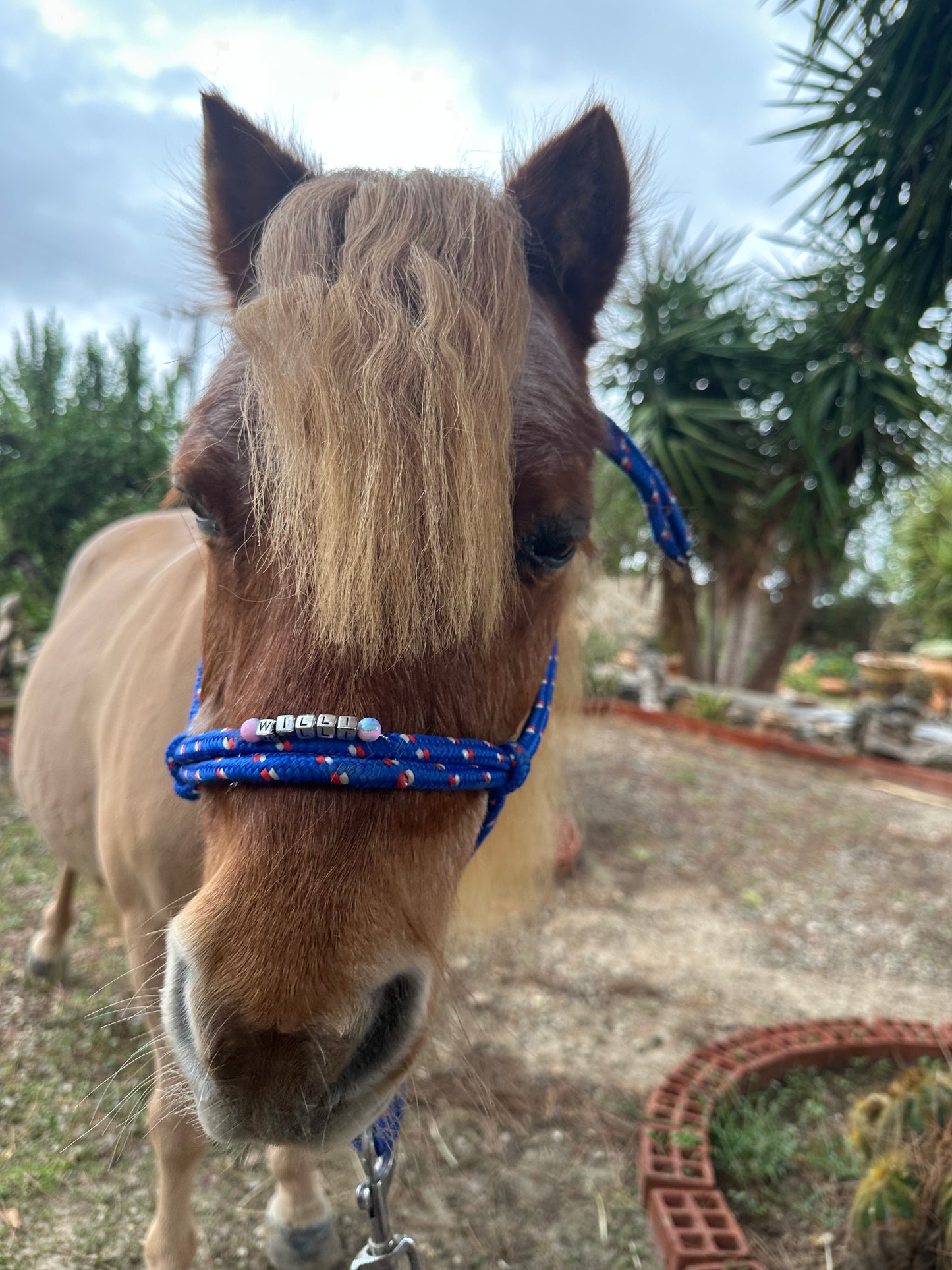 Personalisiertes Knotenhalfter Mini Shetty, Shetty, Welsh A und B